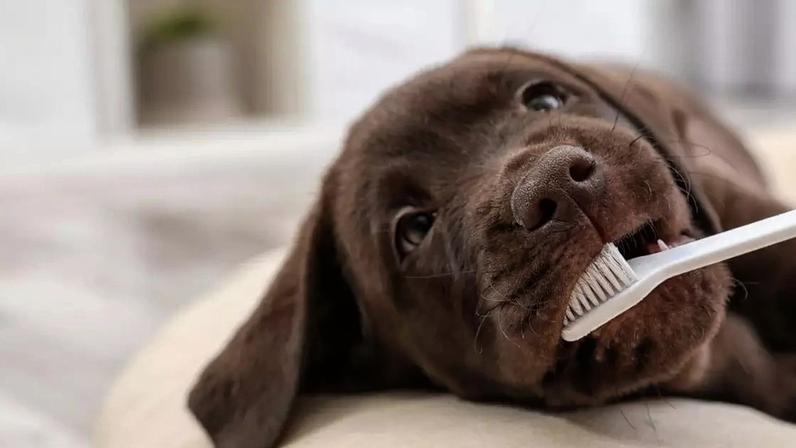 A escovação pode fazer diferença na saúde bucal dos cães