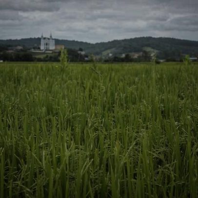 Preço instável do arroz preocupa produtores e mercado global