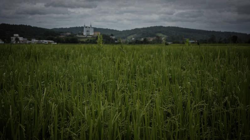 Plantação de arroz em Rio do Oeste (SC)