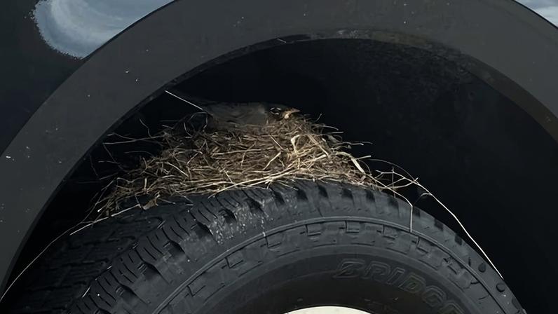 The robin sits on her eggs on the tire of the Ford F-250.
