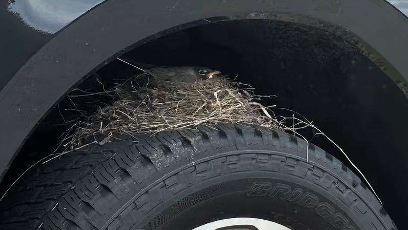 Curiosidade: Tordo-americano faz ninho em pneu de picape vendida. — Foto: Divulgação/@olathefordlincoln