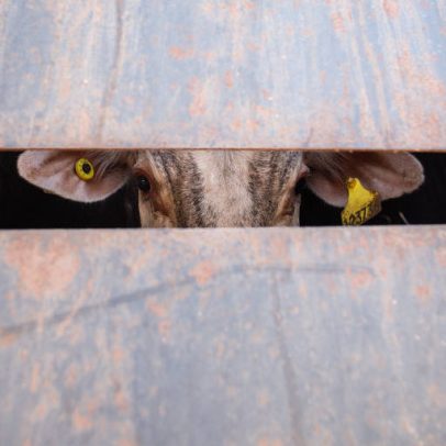 Veto europeu à carne brasileira era previsível
