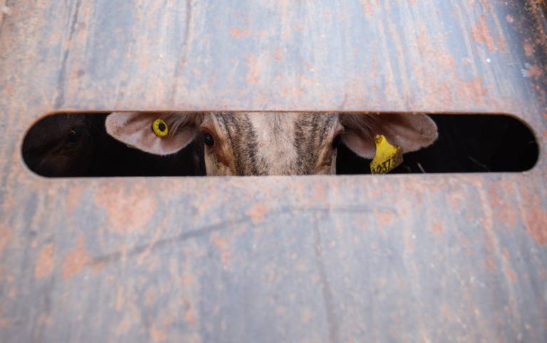 Boi observa por fresta em caminhão em fazenda no interior de São Paulo