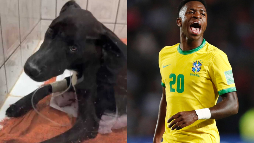 Vini Jr. e Vini Jr.