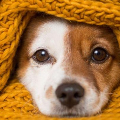 Como saber se seu pet está com frio: 5 sinais importantes