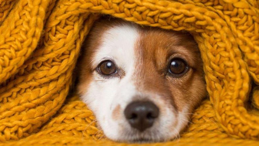 Veja como identificar que seu pet está com frio