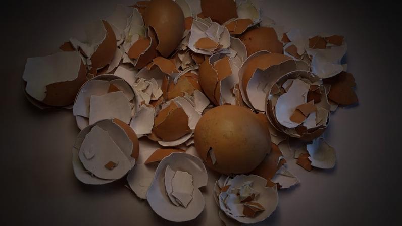 A casca de ovo pode ser reaproveitado de maneira simples, transformando-se em um aliado para hortas, jardins e até para a limpeza da casa – depositphotos.com / johndwilliamsUK