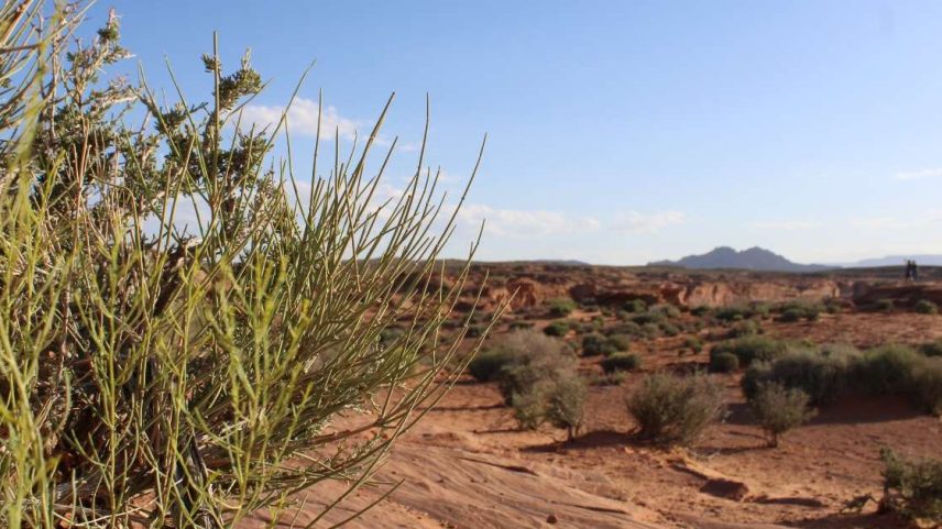 Deserto