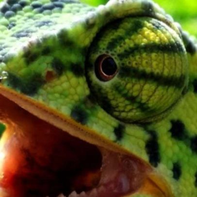 Camaleões impressionam pela habilidade de camuflagem
