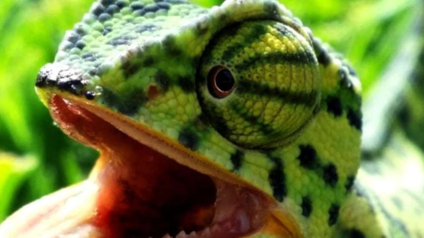 Camaleões impressionam pela habilidade de camuflagem