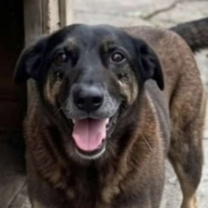 MPSC determina que cão Orelha não morreu por agressões e pede arquivamento