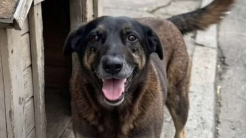 Cão Orelha