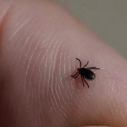 Câmera do celular auxilia na detecção de carrapatos em pets
