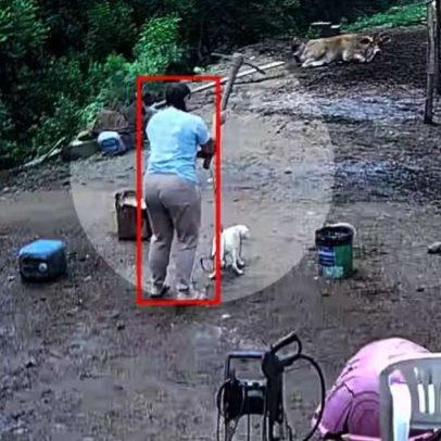 Mulher é presa em operação por maus-tratos após matar cão com picareta em Porto Alegre