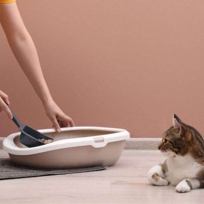 Por que seu pet come cocô: 5 erros que podem incentivar o comportamento