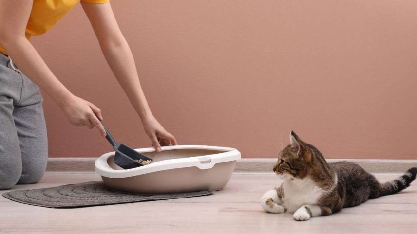 Veja erros que podem estar incentivando seu pet a comer cocô