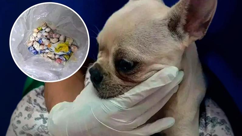 Divulgação Redes sociais: bulldog francês ingeriu 55 pedras de crack