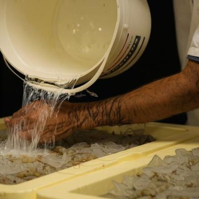 União Europeia audita pescados no Brasil e avalia retomada de importação após 9 anos