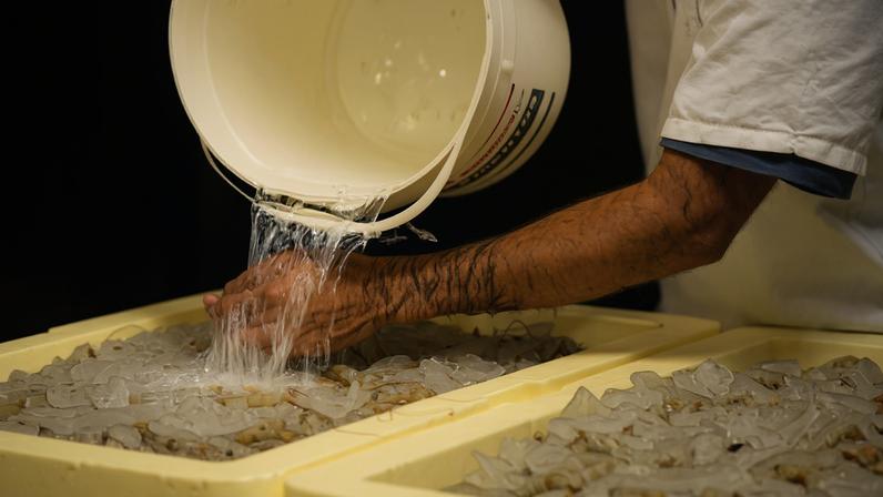 Auditoria vai analisar a estrutura de cultivo e processamento de camarão, atum, lagosta e tilápia