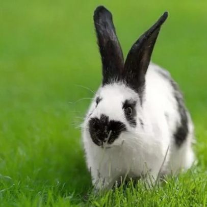 Dentes de crescimento contínuo ajudam roedores e coelhos a sobreviver