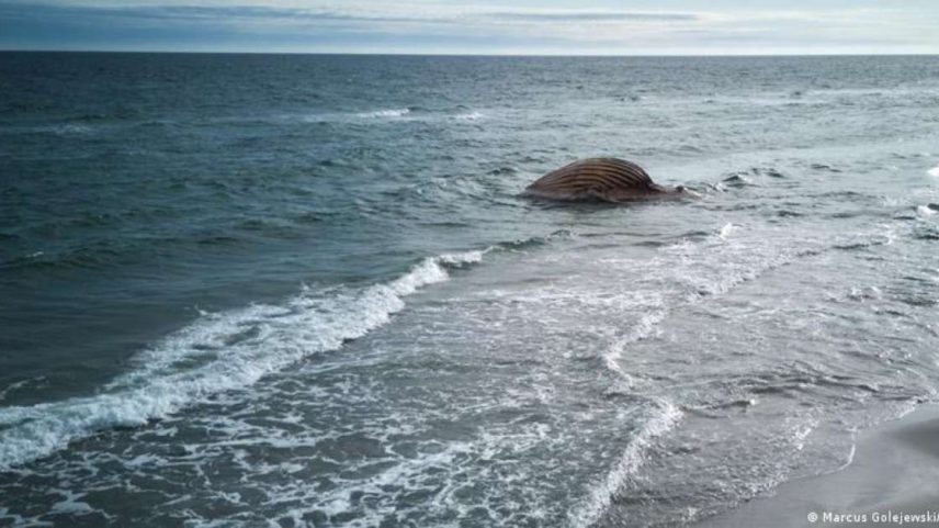 Carcaça do animal foi puxada até praia dinamarquesa