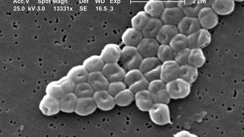 Micrografia eletrônica de varredura mostrando um aglomerado de células bacterianas esféricas, cinza-claras, com depressões centrais, sobre uma superfície escura e porosa. Uma barra de escala indica 2 micrômetros.