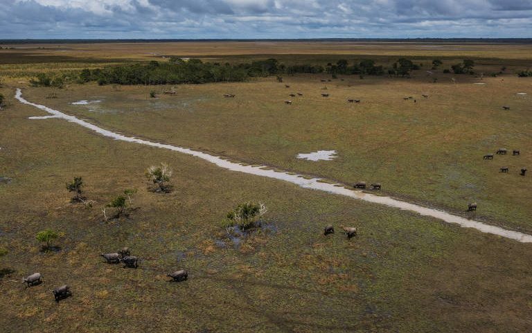 Búfalos no vale do Guaporé, em Rondônia; projeto aprovado permite abate de animais