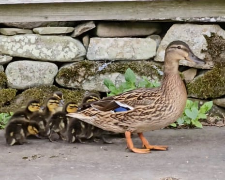 ‘She was unflustered as I approached her and scooped all 10 ducklings into the bucket.’ Photograph: Susie White