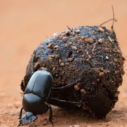 Sem elefantes, besouros perdem papel de jardineiros da savana
