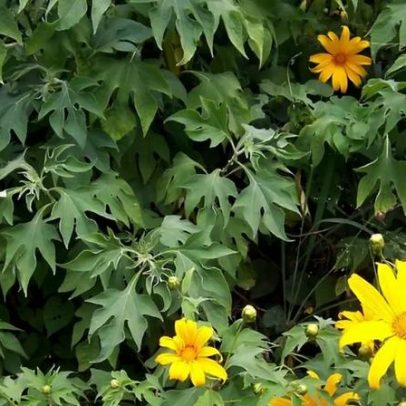 Planta invasora Titônia ameaça Cerrado ao sufocar vegetação nativa