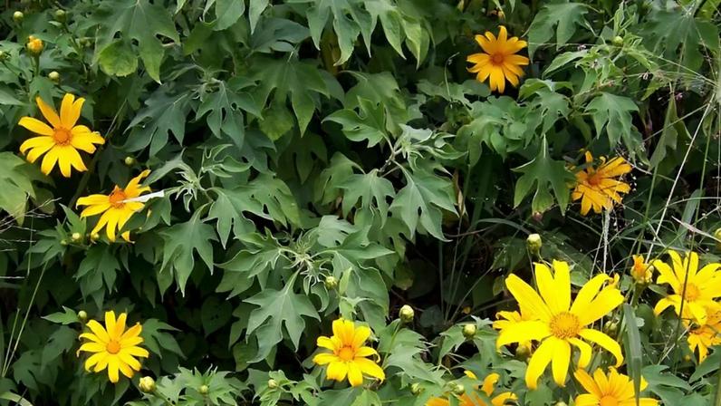 Planta invasora Titônia ameaça Cerrado ao sufocar vegetação nativa