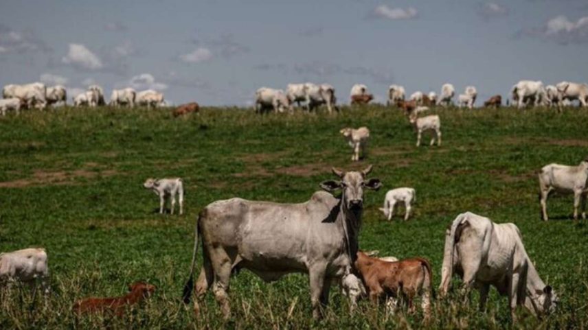Gobierno brasileño admite que productores de carne usan sustancia prohibida por la UE