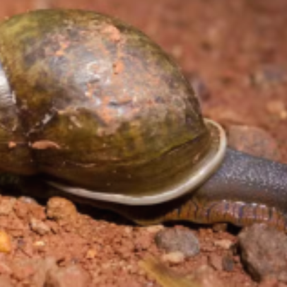Infestação de caramujos após chuvas eleva risco de doenças; recomendações