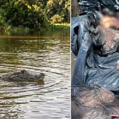 Polícia desmonta esquema que usava restos de bois para alimentar jacarés no RS