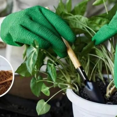 Guia passo a passo para usar canela em pó no jardim e salvar plantas