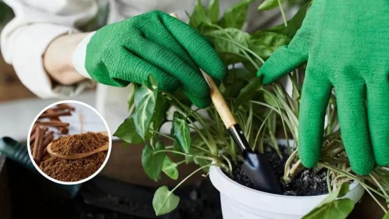 Usar canela nas plantas é um jeito natural de evitar fungos e melhorar o enraizamento