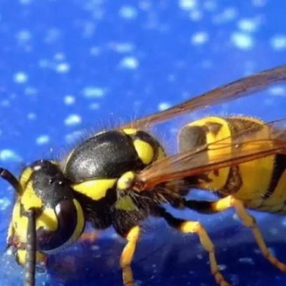 Animais que podem provocar alergias: como evitar o contato