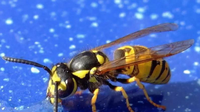 Animais que podem provocar alergias: como evitar o contato