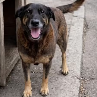 MP descarta envolvimento de adolescentes na morte do cão Orelha e pede arquivamento