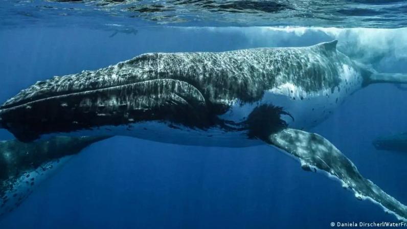 Baleias-jubarte foram avistadas em áreas de reprodução distintas na costa da Austrália e do Brasil