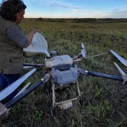 RS testa uso de fungos e bactérias contra carrapato bovino