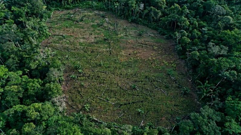 Vista aérea de um campo de coca no departamento de Guaviare, reduto de guerrilhas na Colômbia