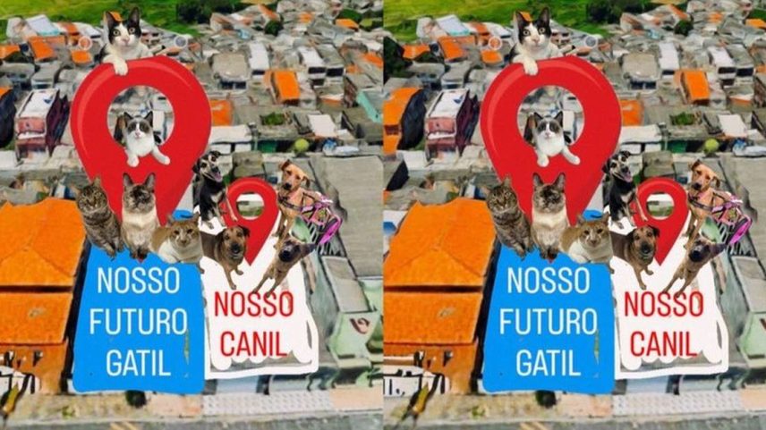 Casa do Vira-Lata: A união que pode salvar mais de 90 vidas