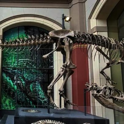 Fósseis exibidos em museus podem não ser autênticos