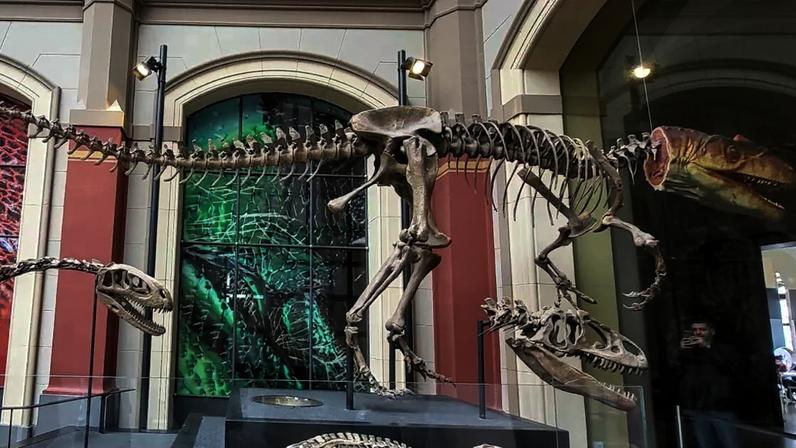 Fossil De Dinossauro No Museu