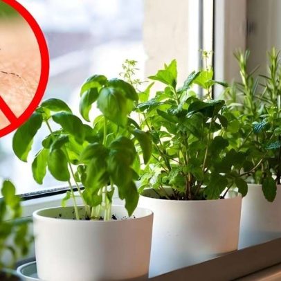 Jardineiro usa três plantas para repelir mosquitos, dispensando sprays e velas