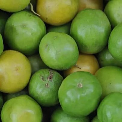 Umbu se destaca pelos nutrientes e sabor do sertão