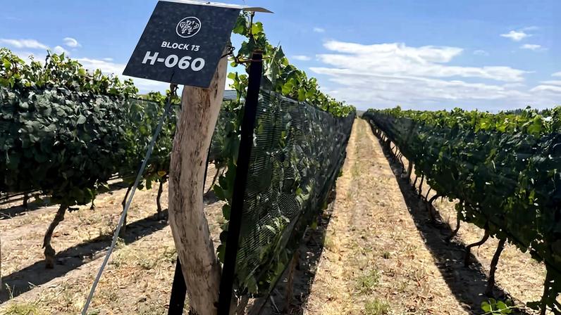 Vinhedo na vinícola Huentala Wines, na região do vale do Uco, província de Mendoza, Argentina. As telas servem para forçar a planta a crescer na vertical, o que a protege contra o granizo