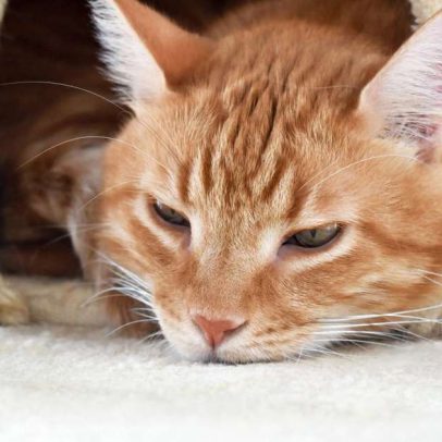 Cuidados com gatos no frio: como evitar doenças e aquecer o pet