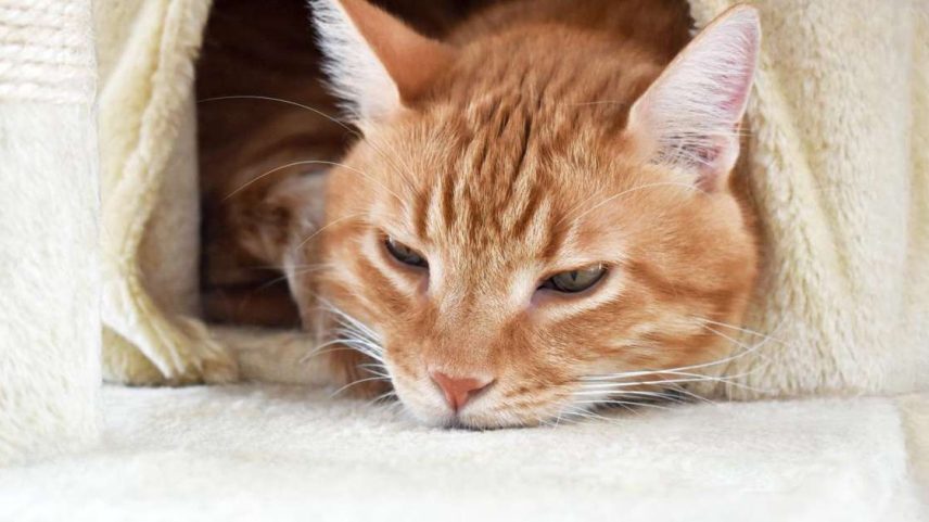 Saiba sobre os cuidados com os gatos no frio